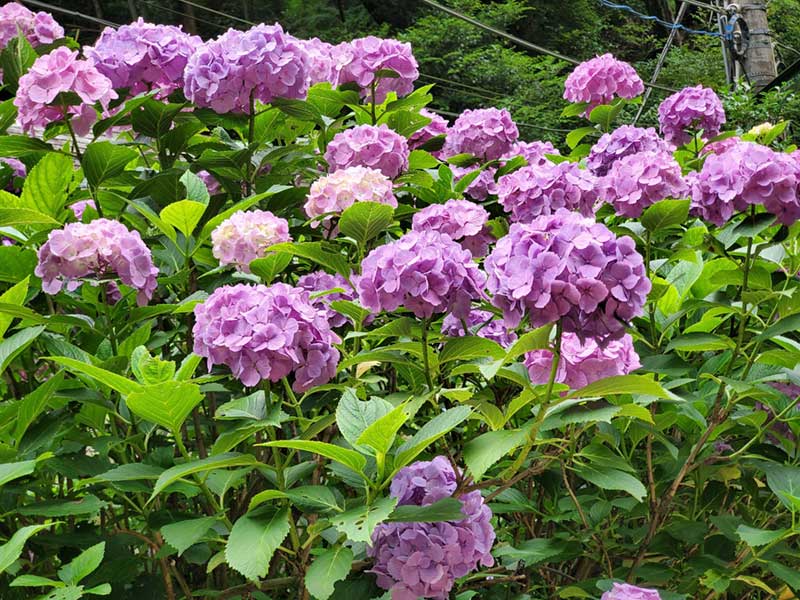 今年も見事に咲いている塔ノ沢の紫陽花