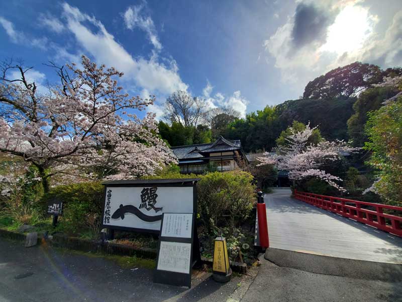 富士屋旅館の桜