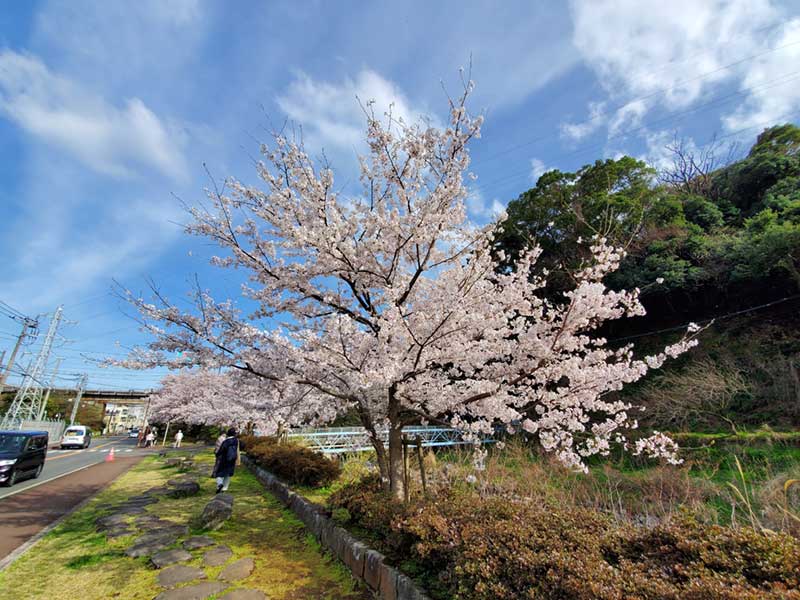 神奈川側にもちらほら桜が