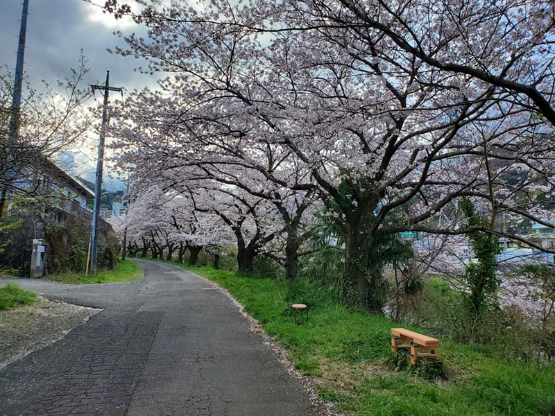 千歳川の桜並木沿いにあるベンチ