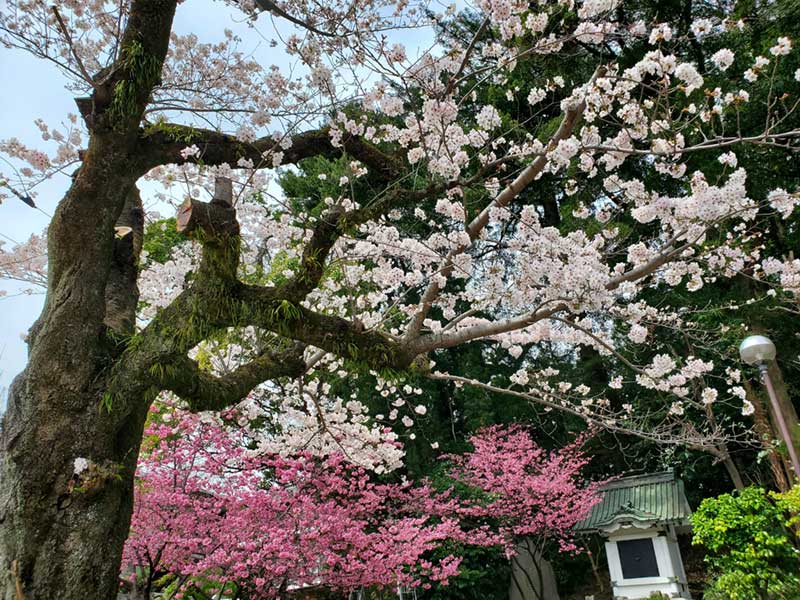 五所神社の桜