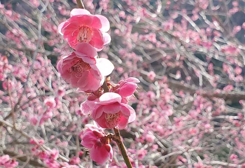【湯河原梅林2022の感想レポ】4000本の紅白ピンクの梅が満開の見頃！じつに満足度の高い春イベントでした！
